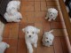 bichons maltais en dons