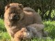 Chiots Chow Chow a donner urgent 