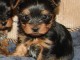 yorkshire terrier disponible