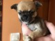 chiots chihuahua a adopter