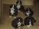 Magnifiques chiots Bouvier Bernois