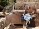 Adoption chiot chihuahua