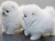 magnifique chiots spitz nain pomeranien