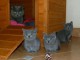 Magnifiques chatons Chartreux