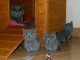 Magnifiques chatons Chartreux