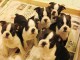 Magnifique chiots Boston Terrier 