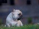 A donner jolie câline Chiot bouledogue Français femelle