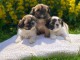 Exceptionnels Chiots Shih Tzu Pure Race