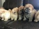 Magnifiques Chiots Chow Chow Pure Race 