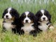  Magnifiques chiots Bouvier Bernois Pure Race