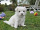 Bichon maltais a donner 