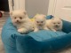 Magnifiques chiots spitz Poméraniens tout blanc