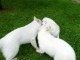 berger blanc suisse disponible 