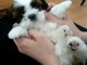 Adorables chiots Shih Tzu a donner