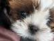 Adorables chiots Shih Tzu a donner