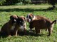 Magnifiques Chiots Boxer Pure Race