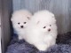 CHIOTS SPITZ NAIN DISPONIBLES EN ADOPTION