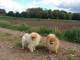 Je donne ces adorables chiots spitz allemand pour adoption..