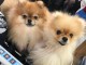 A donner adorables chiots spitz allemand pour adoption immediate