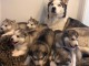 chiots Husky de Sibérie a donner 