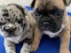 Adorables chiots  bouledogue francais 