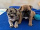 Adorables chiots bouledogues français disponible pour adoption.