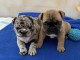 adorables  chiots  bouledogue français  de 3 mois disponible pour