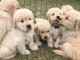 Adorables chiots  golden retriever disponibles pour adoption.