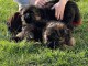 Magnifiques Chiots Berger Allemand Pure Race