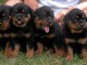  Magnifiques Chiots Rotweiller Pure Race