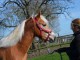 cheval haflinger disponible 