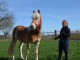 cheval haflinger disponible 