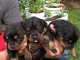 Adorables chiots  de race Rottweiler disponible pour adoption.