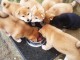 Sublimes Chiots Shiba Inu Pure Race