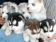 Magnifiques Chiots Husky Siberien Pure Race