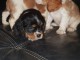  Adorables Chiots Cavalier King Charles Pure Race