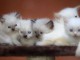 Magnifiques Chatons Sacré de Birmanie Pure Race Pedigree