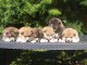 Magnifiques Chiots Akita Inu Pure Race