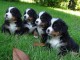 Magnifiques chiots Bouvier Bernois Pure Race