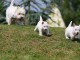 Sublimes Chiots Westie ( West Highland White Terrier) Pure Race P