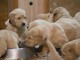 Magnifiques Chiots Golden Retriever Pure Race