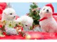 Adorables Chiots Bichon Maltais Pure Race