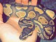 Femelle Enchi Royal Python à vendre + configuration