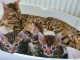 Adorables Chatons Bengal Pure Race