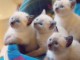  Magnifiques Chatons Sacré de Birmanie Pure Race