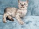 Don Chaton bengal en france