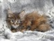  Bb chatons Maine Coon DISPONIBLE DE SUITE 