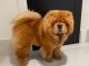 Chiots Chow Chow POUR ADOPTION 