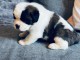 Chiots de Saint-Bernard pour adoption 