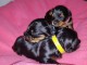 3 Chiots Yorkshire Terrier A DONNER 